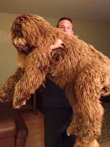 Мужчина поднимает коричневую, лохматую длинношерстную собаку ньюфипу и держит ее на руках. Собака больше человека и похожа на огромного плюшевого мишку.