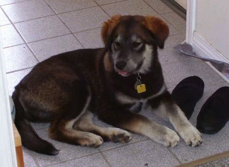 ด้านขวาของลูกสุนัข Alaskan Malador สีเทาสีดำและสีเทาวางอยู่ข้างรองเท้าแตะคู่หนึ่งและวางบนพื้นกระเบื้อง