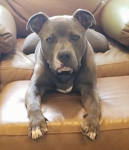 Srebrno-sive boje, širokih prsa, debelog tijela, mišićavog psa sa ušima koje se sklope i prevrnu na vrhovima ležeći na smeđoj stolici za ležanje