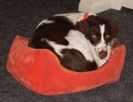 Waylonas Jenningsas, Bretanės spanielis, ant nugaros pilvo ant šuns lovos pagalvės ir ištiestas ant įdegusios sofos