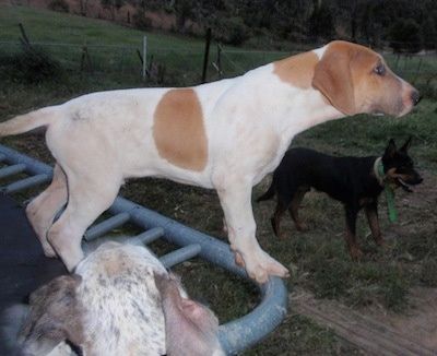 भूरा बैल अरब पिल्ला के साथ एक सफेद रंग का दाईं ओर जो एक ट्रैंपोलिन के किनारे पर खड़ा है। इसके पीछे घास पर एक काला कुत्ता खड़ा है।