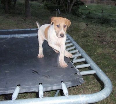Anak anjing Bull Arab berwarna putih berjalan di trampolin dan ia melihat ke hadapan.