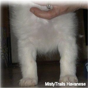 Il petto di un cucciolo Havanese bianco a pelo corto