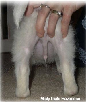 Zadná strana bielovlasého havanského šteniatka s krátkymi vlasmi. Nad jeho zadnou stranou je ruka