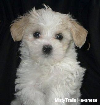 Primo piano - Un cucciolo Havanese bianco con marrone chiaro è seduto su uno sfondo nero