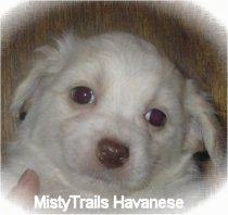 Primo piano - Il volto di un cucciolo di Havanese bianco a pelo corto e marrone chiaro è tenuto di fronte a una parete di pannelli di legno