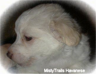 Close Up vista lateral - O rosto de um cachorro branco de pêlo curto com cachorro Havanês bronzeado