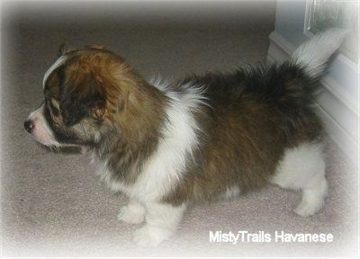 Un cucciolo Havanese a pelo corto marrone con bianco e nero è in piedi su un tappeto marrone chiaro. La sua coda è dritta.