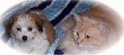 En brun med vit och svart Havanese valp ligger bredvid en orange katt ovanpå en virkad filt. Katten är större än hunden.