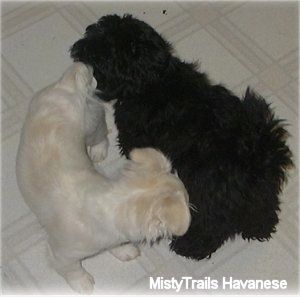 Un Havanese nero a pelo lungo e un Havanese bianco a pelo corto si annusano a vicenda su un pavimento piastrellato di bianco.