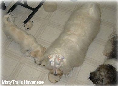 Un cucciolo Havanese bianco a pelo corto sta mangiando da una ciotola di cibo e accanto ad esso c
