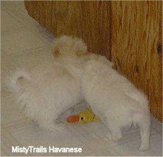 Du balti su įdegusiais Havano šuniukais stovi vienas šalia kito ant baltų plytelėmis išklotų grindų virš anties žaislo.