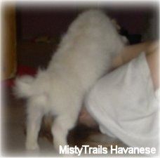 Krátkosrsté biele šteniatko Havanese skáče po tvári blonďatej dievčiny