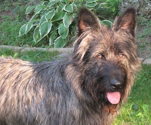 Büyük dikenli kulakları, kahverengi gözleri ve güneş ışığında çimenlerin arasında duran ve pembe dilini gösteren siyah bir burnu olan gri ve siyah bir köpek.