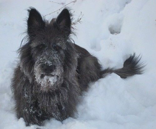 En tykk, langbelagt mørkegrå hund med langt hår, stikkører og en svart nese med lang snute som ligger ute i snøen