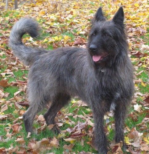 Sett forfra av en mørkegrå og svart hund med store stikkører, en lang fjærhale, en lang snute, svart nese og mørke øyne som står utenfor i gresset med fargerike blader rundt seg