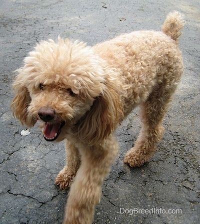 साइड व्यू - एक क्रीम लघु पूडल कुत्ता एक कालीन पर खड़ा है और इसके पीछे एक तन सोफे है।