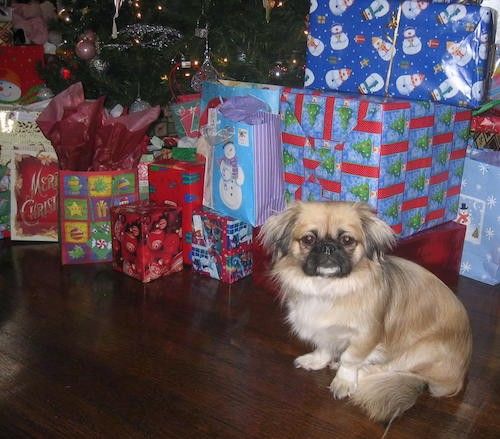 Malce puhast, dolgodlaki rumen pes z dolgimi tekočimi ušesi, ki visijo ob straneh in imajo na sebi črnino, ki sedi poleg božičnega drevesa in zavitih daril