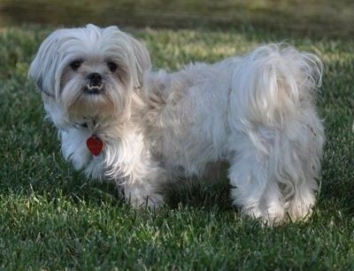 Pogled od strani - Dolgolasi, bel s sivim psom Peke-A-Tese stoji zunaj v travi in ​​gleda naprej. Spodnja vrsta zob je izpostavljena velikemu podgrizu. Njegov rep ima dolge lase in se zvije nad hrbtom.