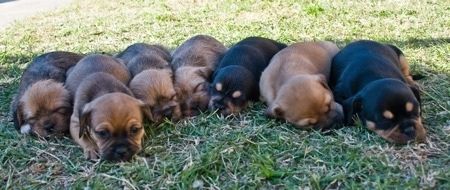 Eilėje išsirikiavę 7 „Pin-Tzu“ šuniukų vados atsigulė į žolę. Penki iš jauniklių yra įdegę su juodu ir du yra juodi su nedideliu įdegio kiekiu.