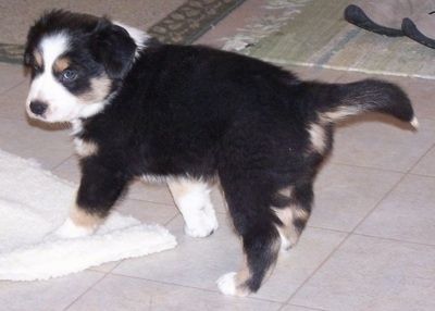 De achterkant links van een zwart met wit en bruin Border-Aussie-puppy dat over een tegelvloer staat en vooruit kijkt.