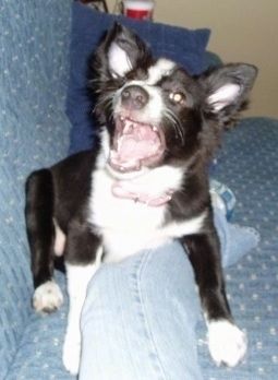 Crno-bijelo štene Border-Aussie sjedi preko noge osobe koja sjedi na kauču. Veseli se, a usta su joj otvorena.