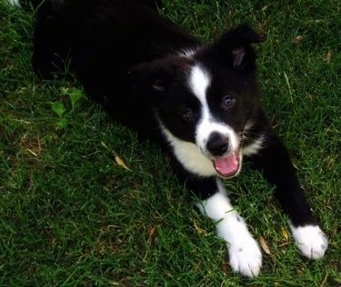 입을 열고 잔디에 누워있는 흑백 보더 오스트레일리아 강아지의 하향식보기를 찾고 있습니다.