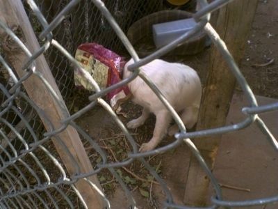 הצד השמאלי של גבול אוסי לבן שיושב בתוך כלוב גדול מחוץ. ראשו בשקית מזון ישנה לכלבים