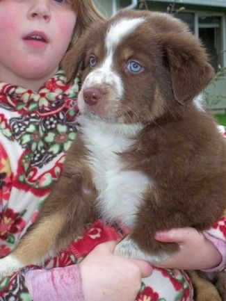 Nærbilde - Venstre side av en brun med hvit Border-Aussie Puppy som sitter i armene på et barn