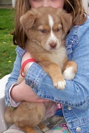 Close-up - De rechterkant van een bruine kleur met een witte Border-Aussie-puppy die wordt omhelsd door een klein meisje