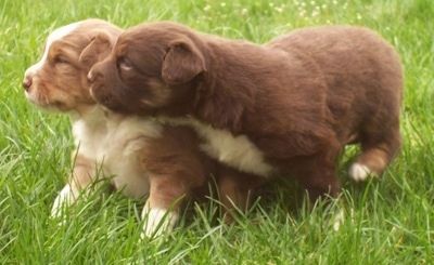 Kairė dviejų „Border-Aussie“ šuniukų, kurie lauke žaidžia žolėje, pusė.