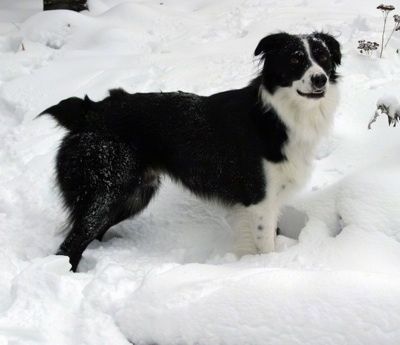 Правая сторона черно-белого бордер-австралийца, стоящего на снегу, смотрит вперед и приоткрывает пасть.