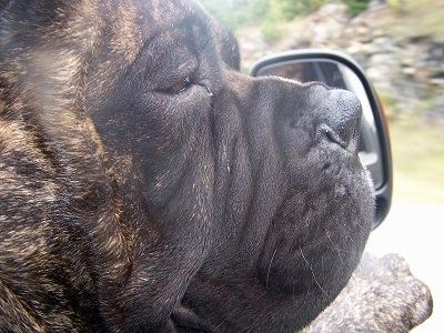 Uždaryti - bulių mastifų Charlie galva iškišusi automobilio langą su mašina