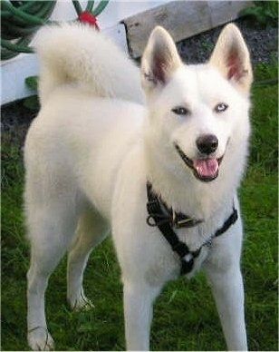Црни и бели врло густи, дуго обложени пас са малим бодљикавим ушима и леденоплавим очима који стоје напољу у прљавштини и гледају улево