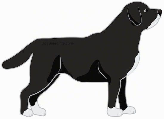Vista laterale del disegno di una taglia grande nera con un cane dal corpo spesso bianco, con rivestimento spesso con il bianco sul mento, sul petto e sui piedi e un corpo nero in piedi