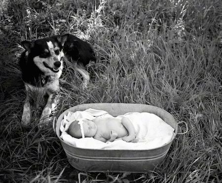Uma foto em preto e branco de um bebê deitado em uma banheira de metal cheia de cobertor. À sua esquerda, em um campo, está um Texas Heeler com a boca ligeiramente aberta.