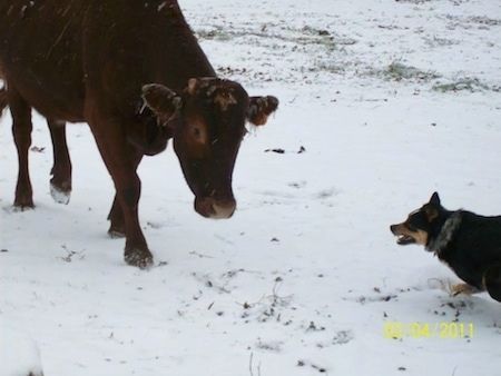 O lado esquerdo de um cachorro Texas Heeler preto com marrom e branco correndo na frente de uma vaca marrom na neve.