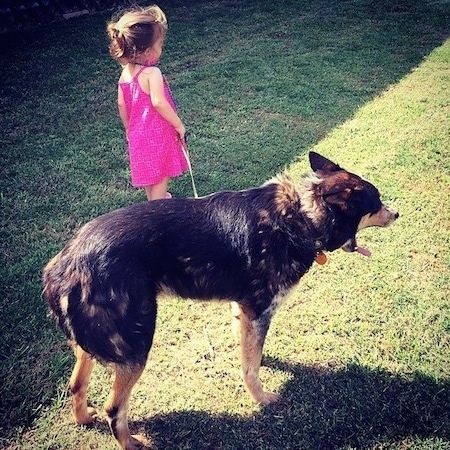 O lado direito traseiro de um cachorro Texas Heeler preto com bege e branco parado em um jardim e atrás dele está uma criança em um vestido rosa choque segurando a coleira do cachorro.