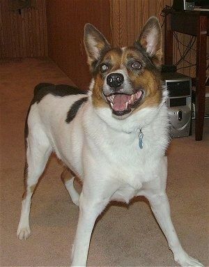 Um Texas Heeler branco com preto e castanho está em pé sobre um tapete, está olhando para cima, sua boca está aberta e parece que está sorrindo. O cão tem orelhas em pé e uma postura lúdica.