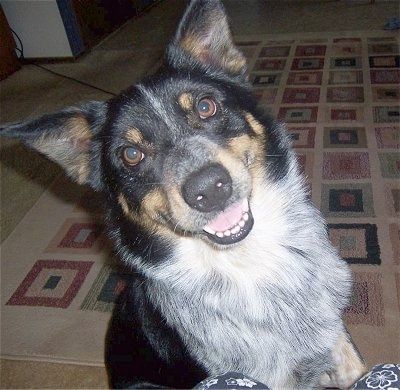 बंद करें - एक खुश दिखने वाला, सफेद और तन के साथ काला टेक्सास हीलर कुत्ता एक गलीचा पर बैठा है और यह ऊपर दिख रहा है। इसका सिर बाईं ओर झुका हुआ है, इसका मुंह खुला है और यह आगे दिख रहा है। कुत्ते के पास कान, भूरी आँखें और एक काली नाक है।