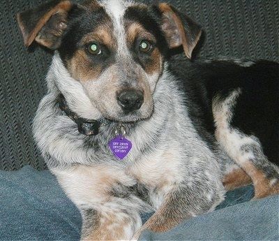 Close up - Um preto e branco com bronzeado Texas Heeler está deitado em um sofá e está olhando para frente. O cão tem o nariz preto e as orelhas dobradas para a frente.