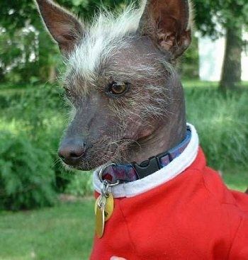 Nahaufnahme - Die linke Seite eines haarlosen Xoloitzcuintli-Hundes mit ungepflegten weißen Haaren im Gesicht und zwischen den Ohren. Es trägt einen roten Pullover mit weißem Kragen und sitzt auf einer Rasenfläche.