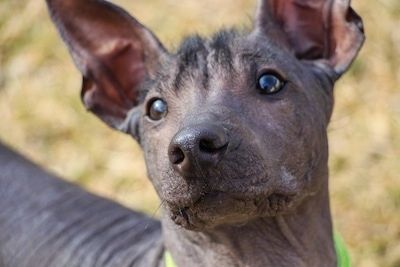 Отблизо Headshot - Лицето на черно кученце Xoloitzcuintli без козина, което стои над тревна повърхност. Той гледа нагоре и главата му е наклонена наляво. Той има широки кръгли кафяви очи, косъм на челото и големи уши с гънки на кожата.