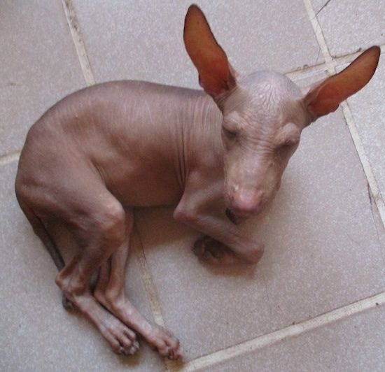 Een volledig haarloze hond met enorme perk-oren die op een lichtbruine tegelvloer liggen. Het heeft rimpels op zijn bruine huid en een leverkleurige neus.