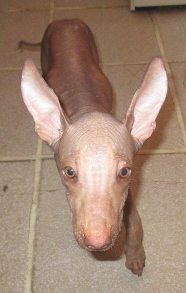 Поглед напред - препланули пас без длаке који шета поплочаним подом. Пас има огромне уске перканске уши, округле преплануле очи, нос обојен јетром и боре на челу.