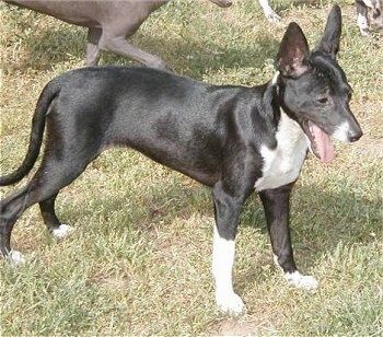 잔디에 서있는 흰색 털이없는 Xoloitzcuintli 개가있는 검은 색의 앞면 오른쪽. 오른쪽을보고 있고 헐떡입니다. 그것은 큰 특전 귀, 검은 코, 발 끝에 흰색, 흰색 가슴이있는 검은 색 반짝이는 코트를 가지고 있습니다.