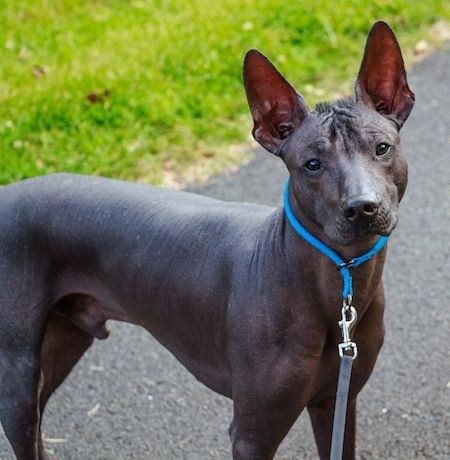 Η μπροστινή δεξιά πλευρά ενός μαύρου άτριχου σκύλου Xoloitzcuintli που στέκεται απέναντι από μια μαύρη επιφάνεια, κοιτάζει προς τα εμπρός και το κεφάλι του είναι ελαφρώς κεκλιμένο προς τα αριστερά. Έχει μεγάλα αυτιά, μαύρη μύτη και σκούρα μάτια.