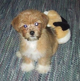 Minkštas, storas, dengtas, įdegis su baltu Jorktės šuniuku sėdi ant kilimėlio, o už jo - pliušinis šuns žaislas. Šuo turi baltas kojas, baltą krūtinę ir rudą kūną su juoda nosimi ir tamsiai apvaliomis akimis. Tai atrodo kaip įdaryti žaislai.