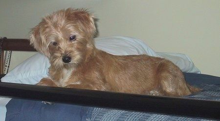 Leva stran rjave kože z belim jorkškim psom, ki leži na postelji in gleda čez rob postelje. Pes ima mehko gladko svetlečo dlako.