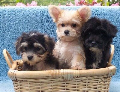 Pletena košara, v kateri so trije mladički Yorktese. Prvi psiček je črno-rumen z ušesi, ki visijo ob straneh, srednji psiček je nejasen in rumen s perk ušesi in temnimi očmi, psiček na desni pa je črno-bel z ušesi, ki visijo ob straneh.
